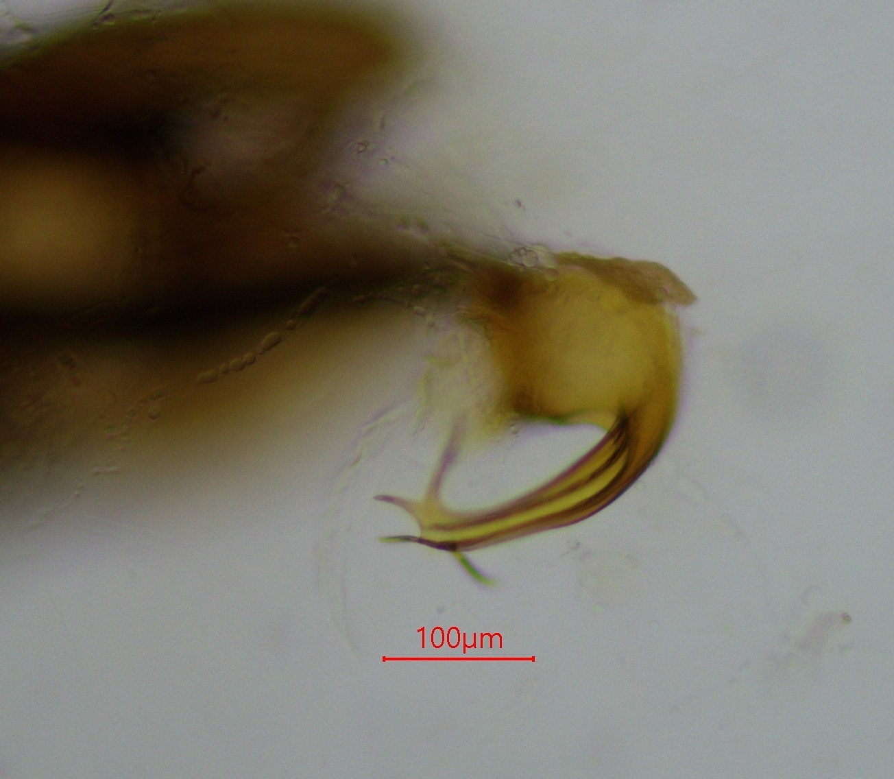 Cicadula flori (Cicadula flori)