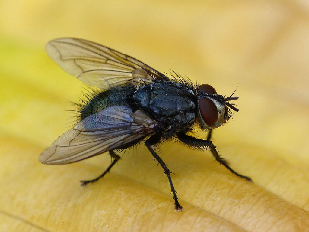 Onesia floralis (Onesia floralis)