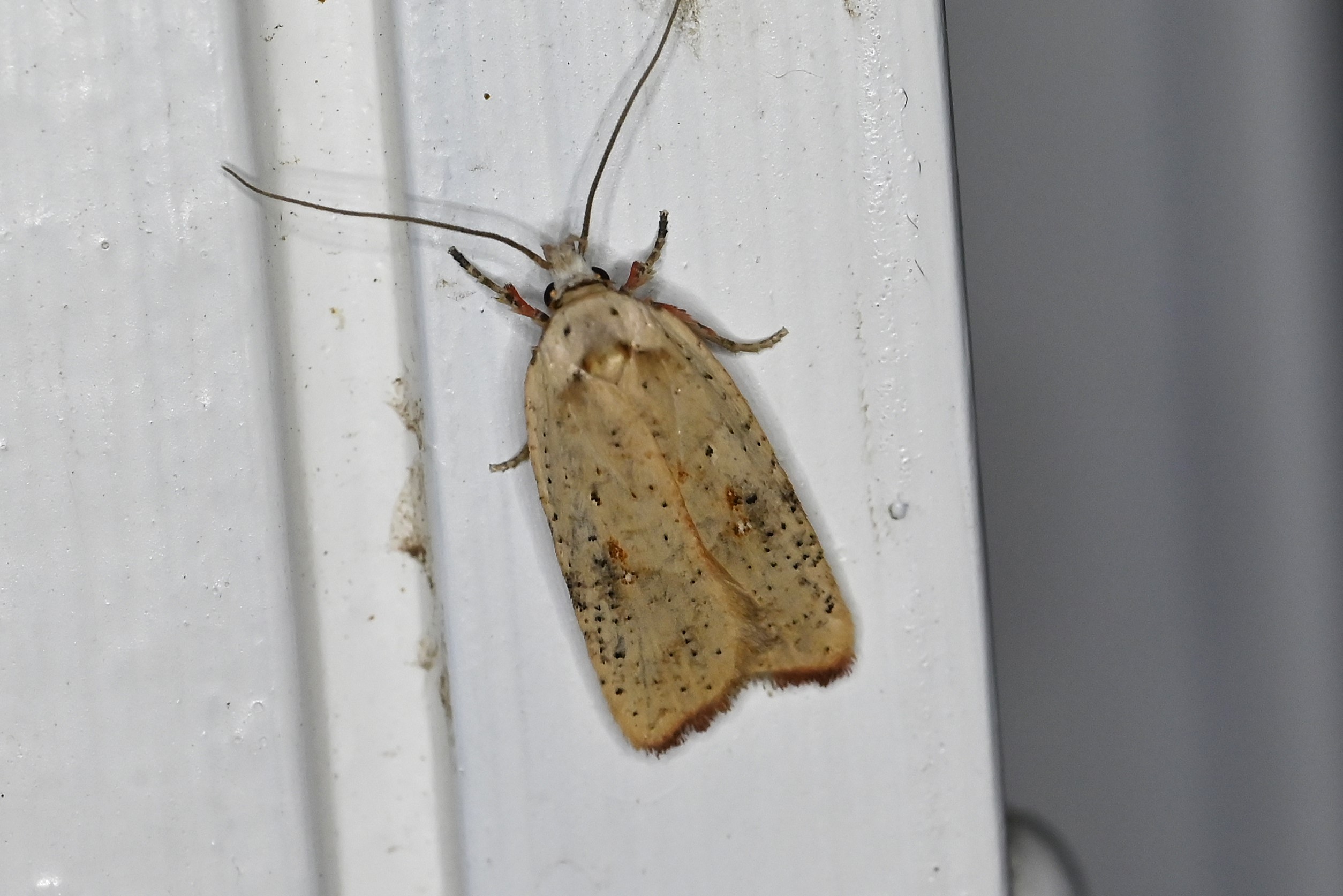 Agonopterix nervosa (Agonopterix nervosa)