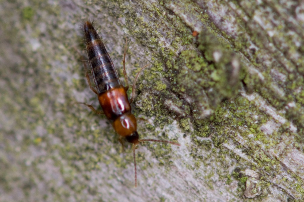 Tachyporinae ubest. (Tachyporinae indet.)