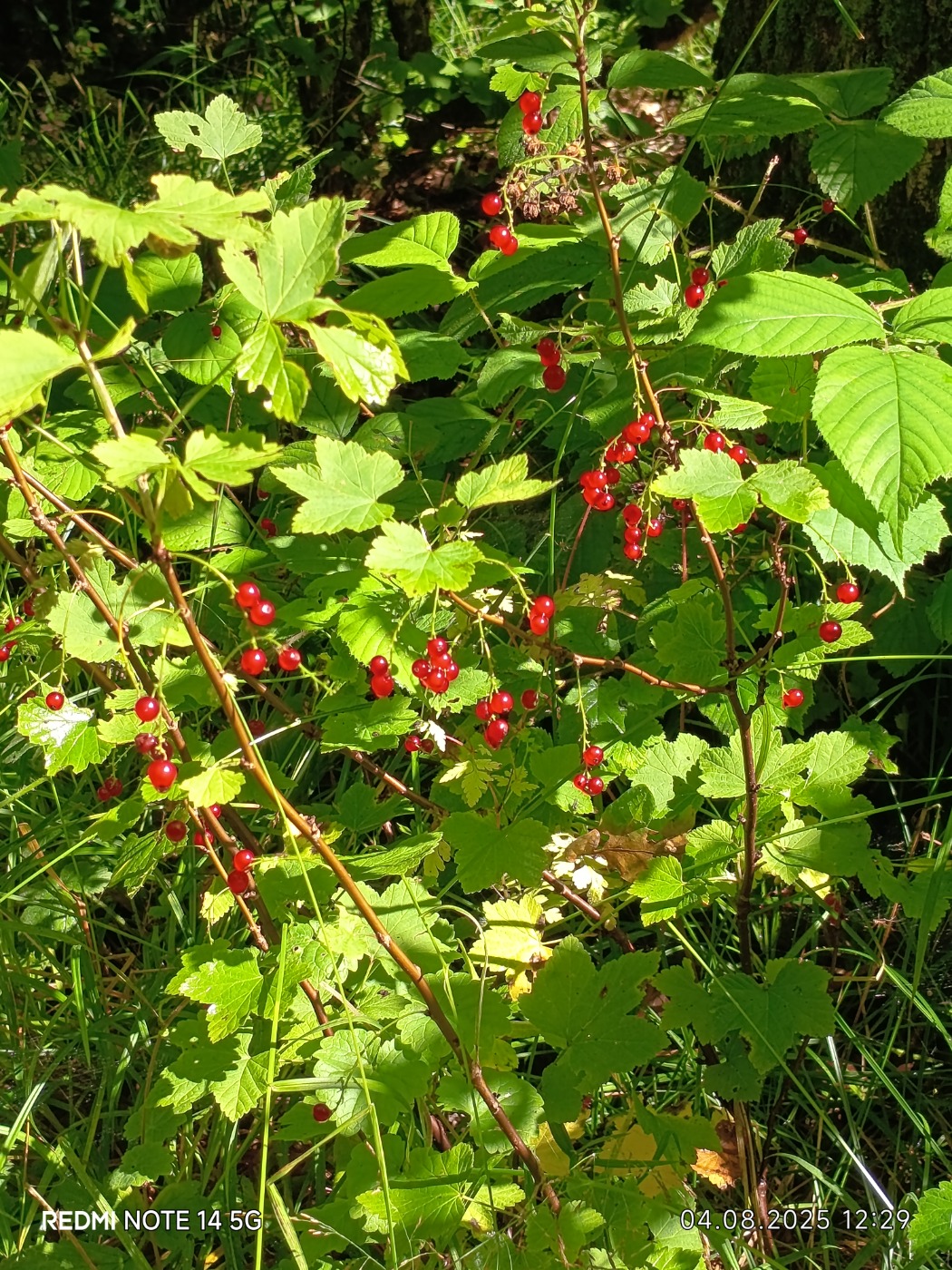Have-Ribs (Ribes rubrum)