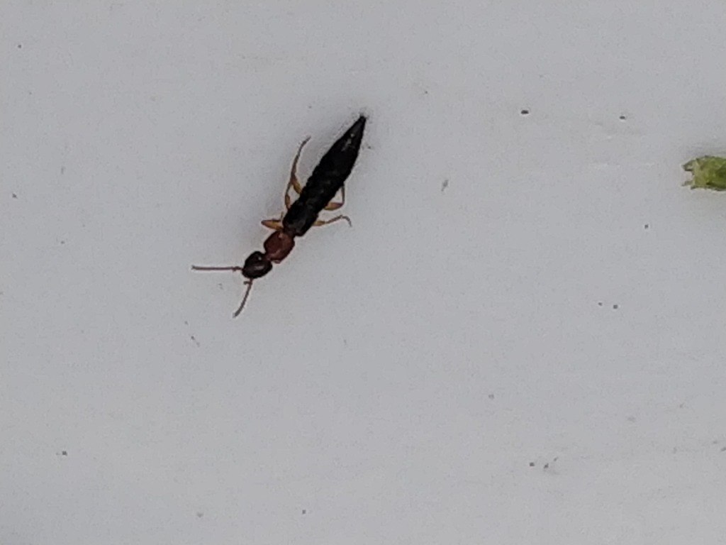 Sunius melanocephalus (Sunius melanocephalus)