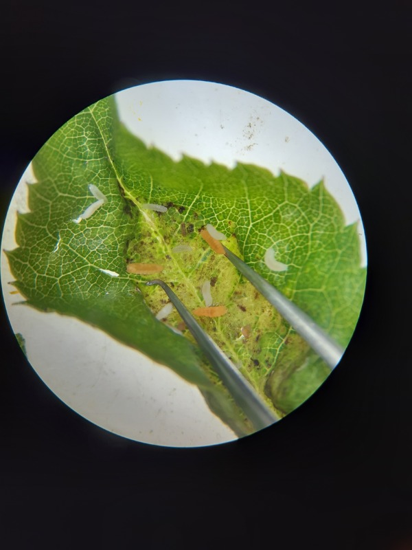 Macrolabis luceti (Macrolabis luceti)