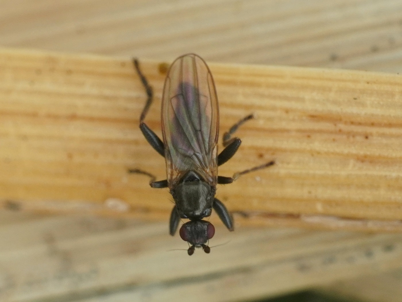 Copromyza sp. (Copromyza sp.)