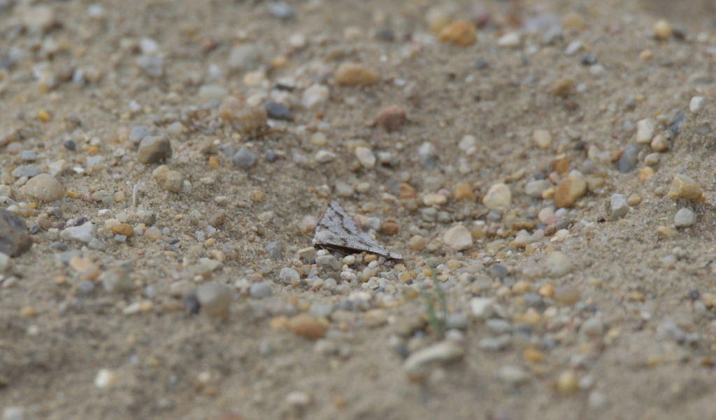 Jysk Lyngmåler (Dyscia fagaria)