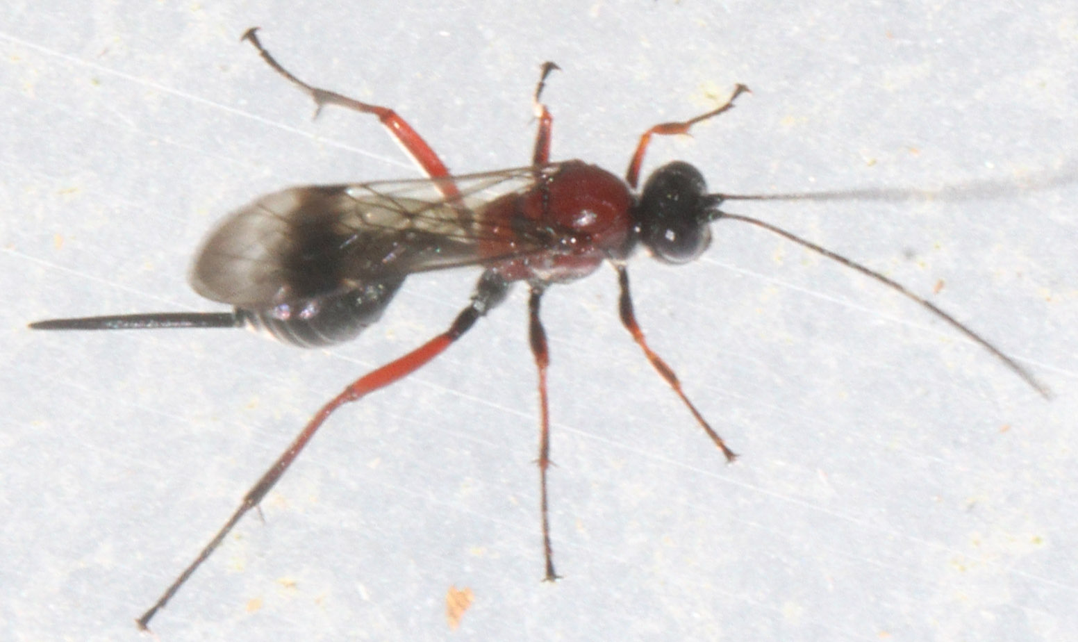 Xylophrurus augustus (Xylophrurus augustus)