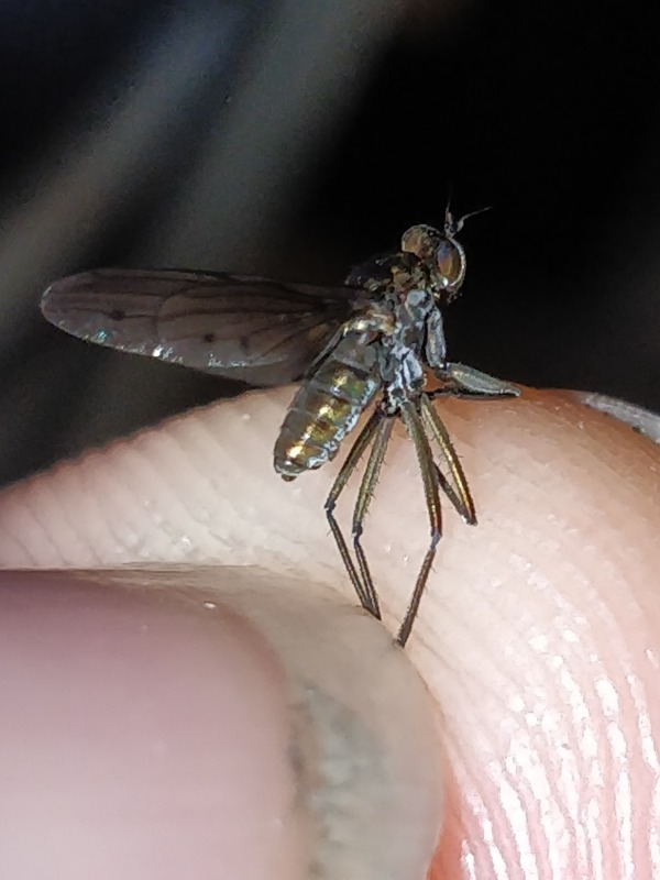 Hydrophorus bipunctatus (Hydrophorus bipunctatus)