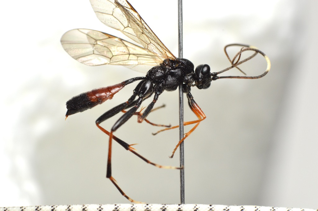 Euryproctus nemoralis (Euryproctus nemoralis)