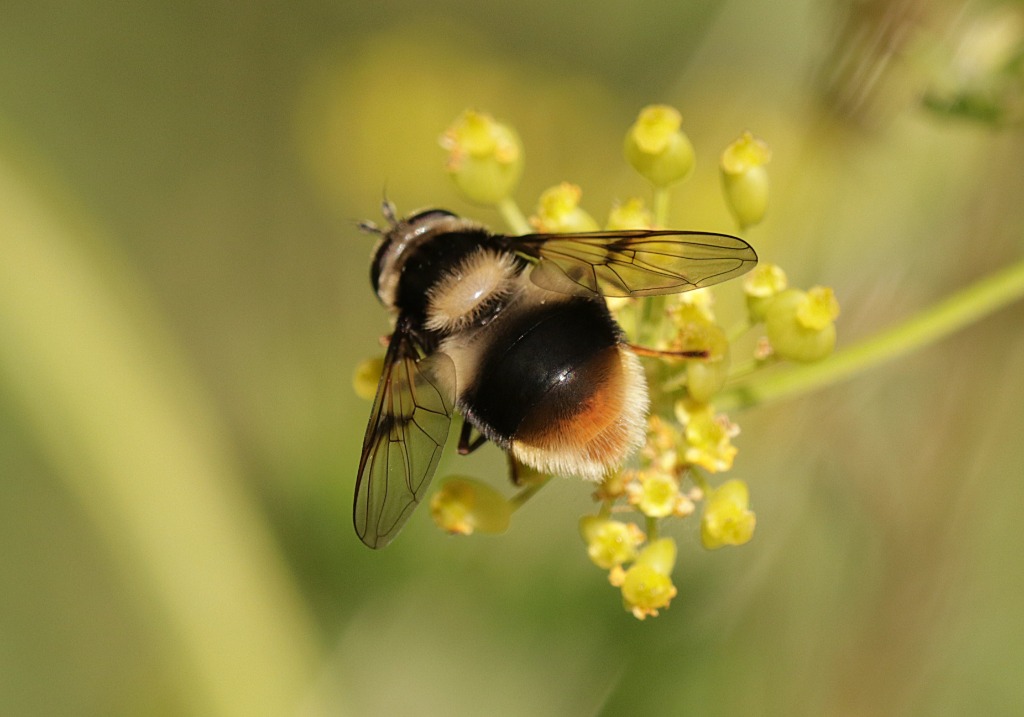 Bjerg-Svirreflue (Eriozona syrphoides)