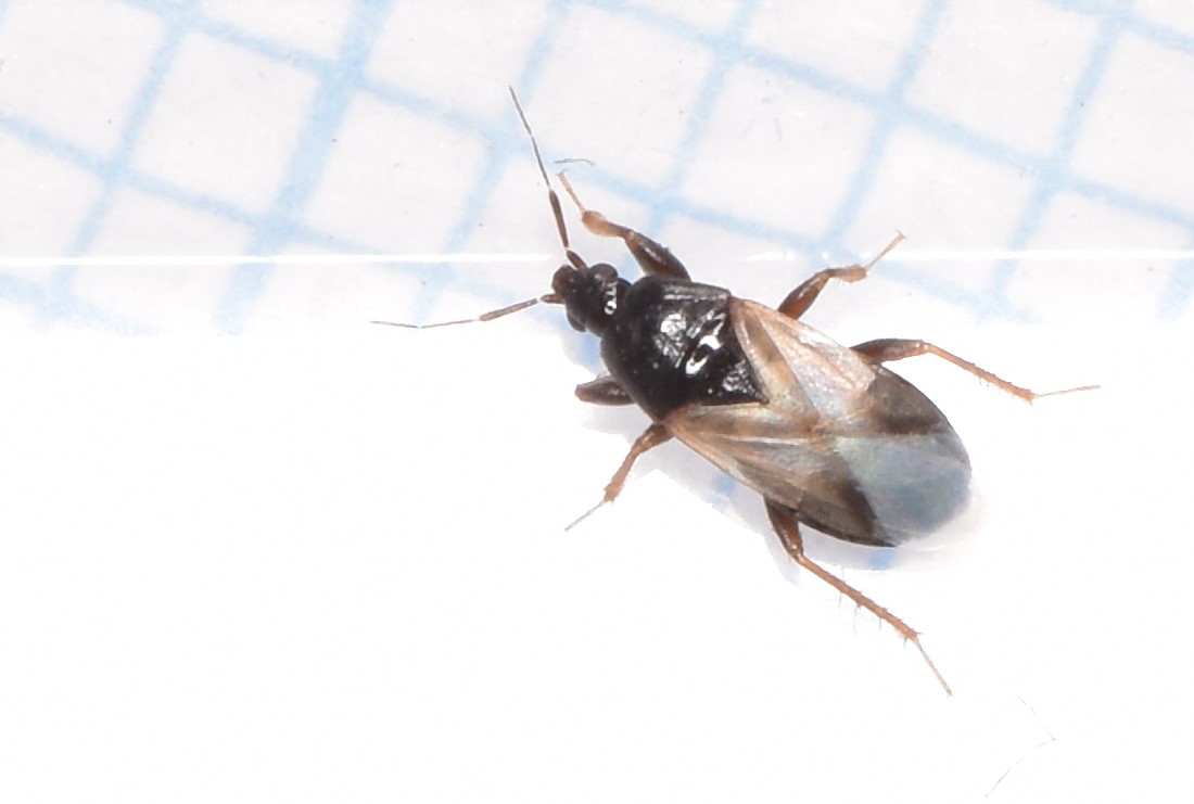 Xylocoris galactinus (Xylocoris galactinus)