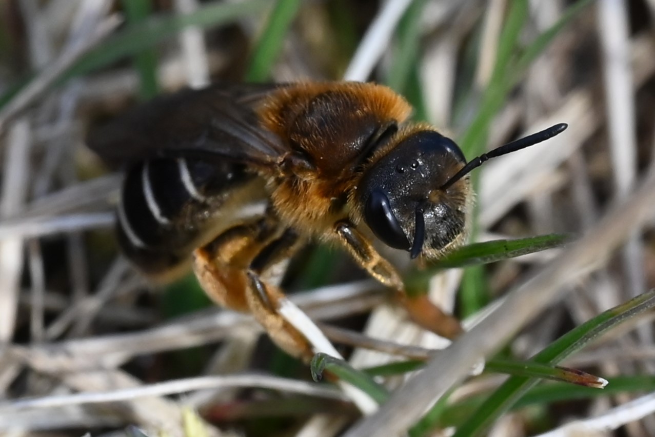 Skovvejbi (Halictus rubicundus)