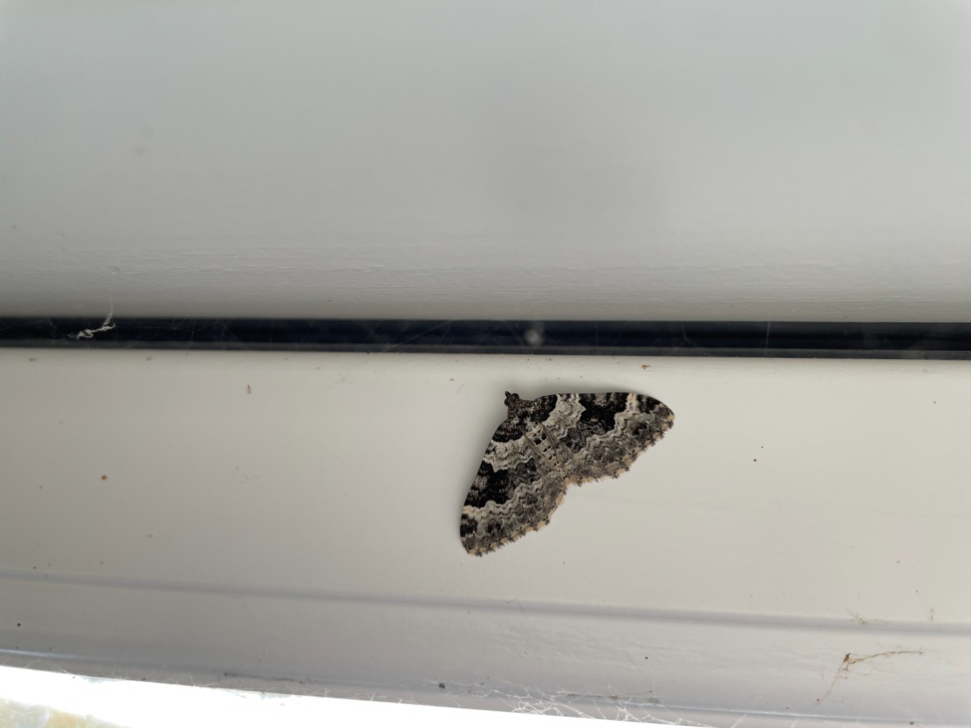 Sortbæltet Bladmåler (Xanthorhoe fluctuata)