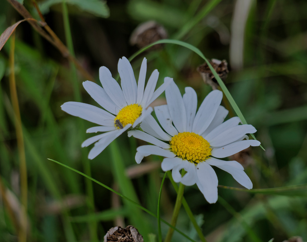 Hvid Okseøje Sl Leucanthemum Vulgare Sl Naturbasen