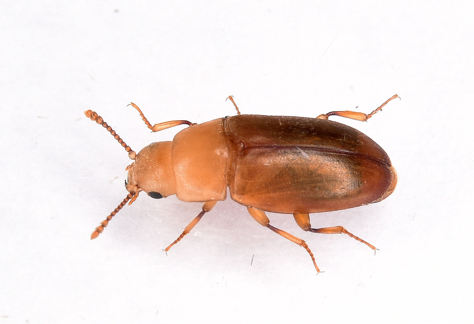 Antherophagus pallens (Antherophagus pallens)