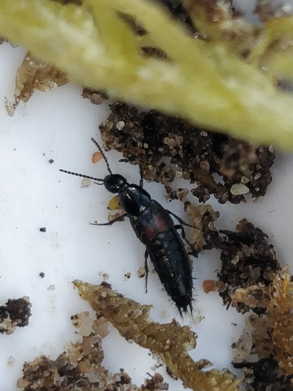 Philonthus cruentatus (Philonthus cruentatus)