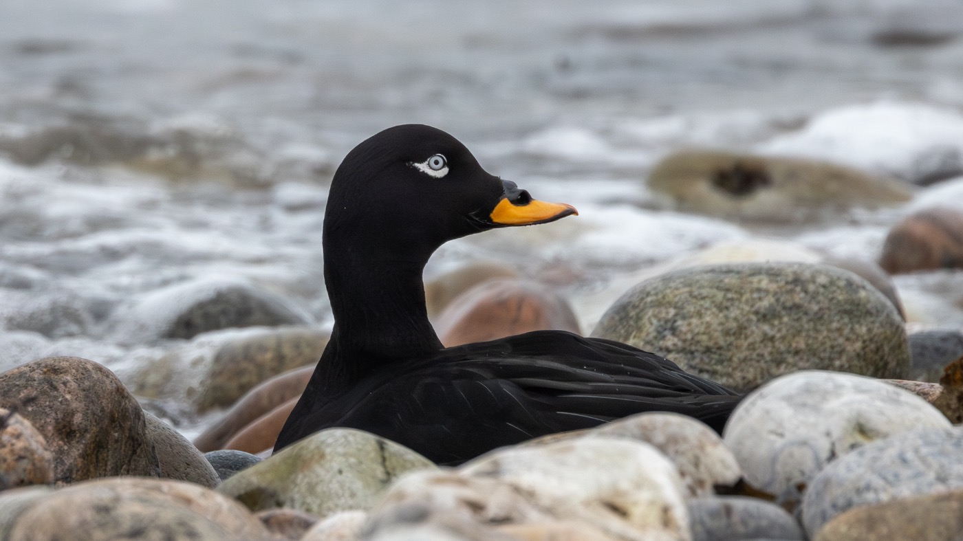 Fløjlsand (Melanitta fusca)