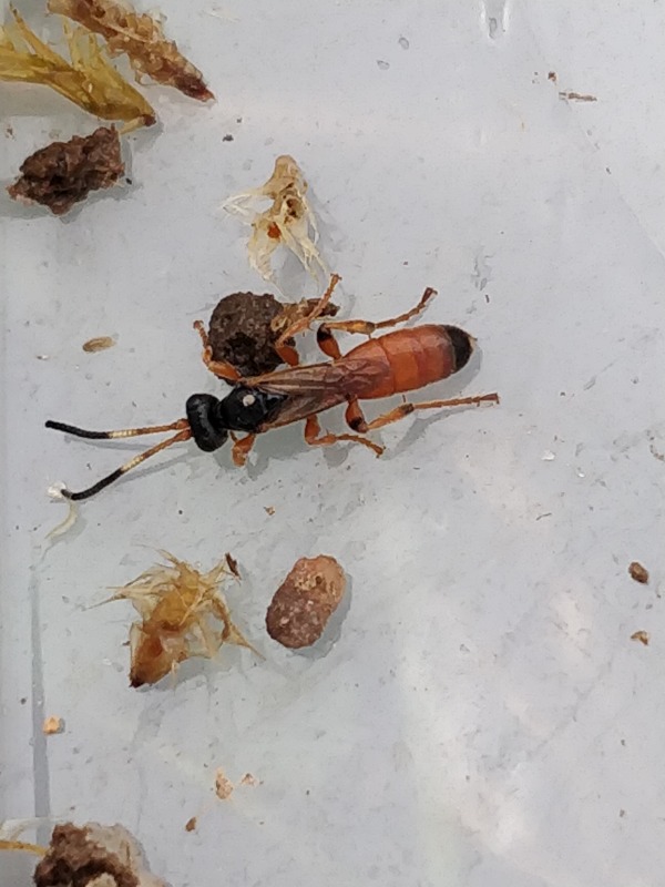 Stor Propelhveps (Ichneumon oblongus)