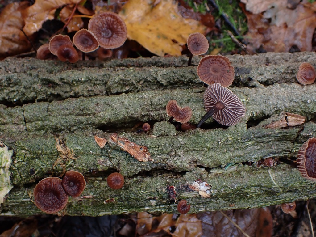 Stinkende Bruskhat (Marasmiellus foetidus)