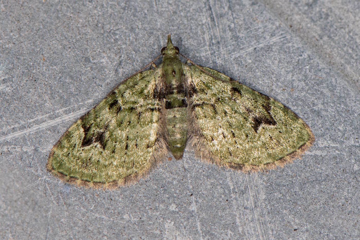 V-Dværgmåler (Chloroclystis v-ata)