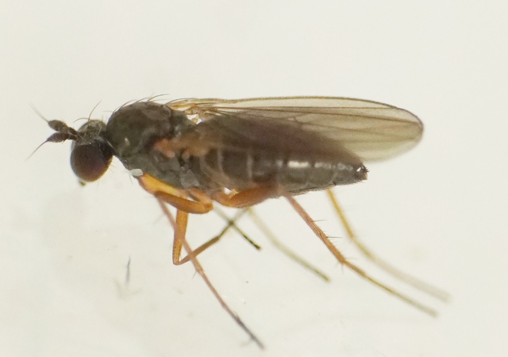 Achalcus melanotrichus (Achalcus melanotrichus)