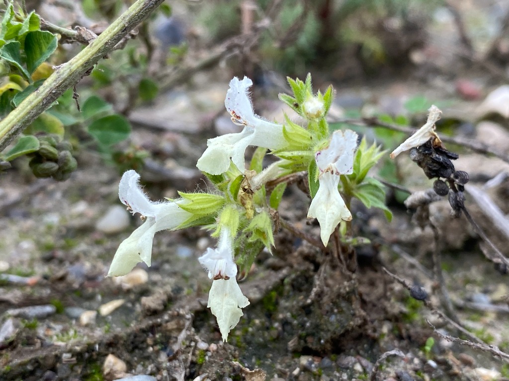 Enårig Galtetand (Stachys annua)