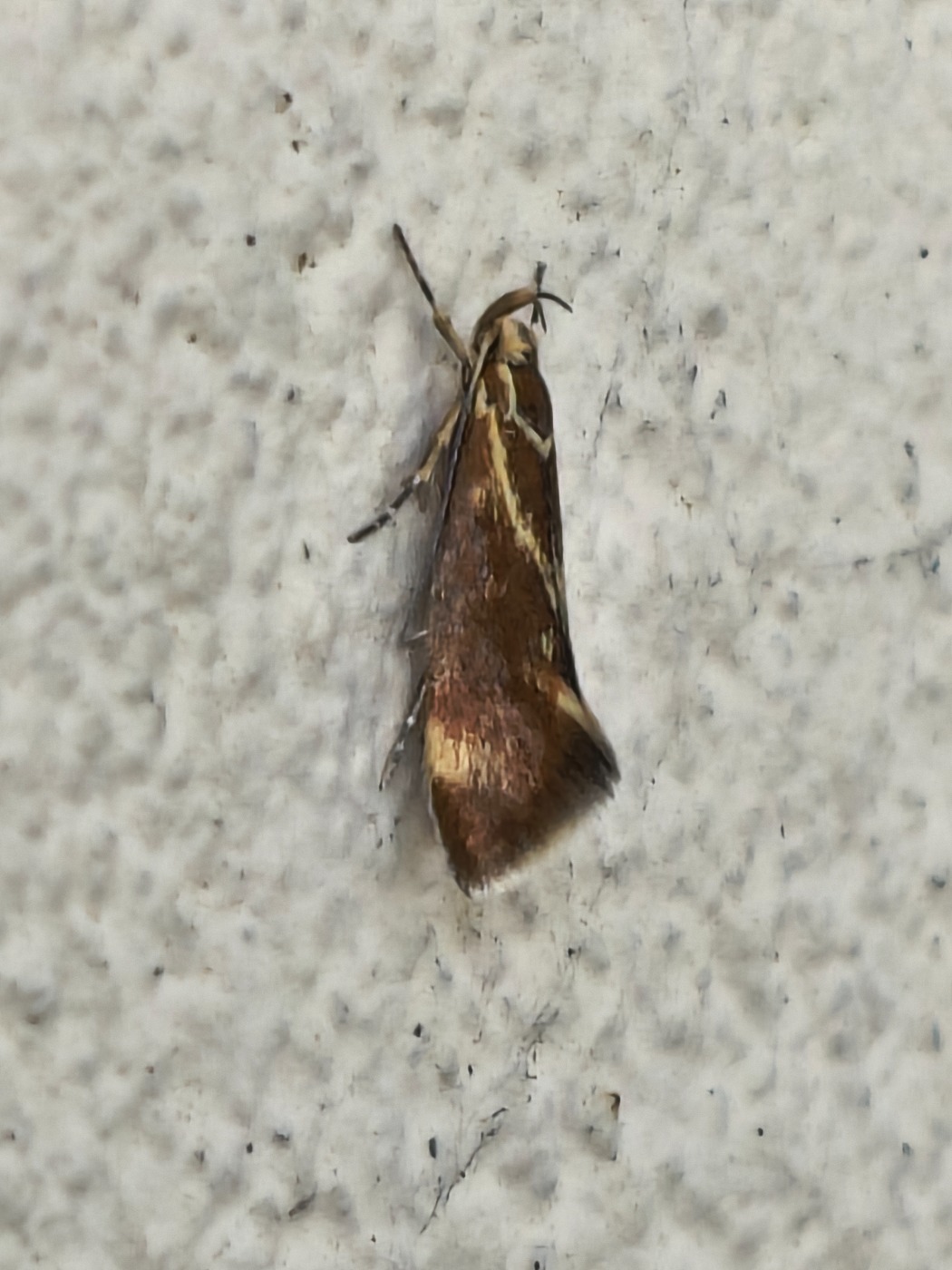 Bueprydvinge (Metalampra cinnamomea)