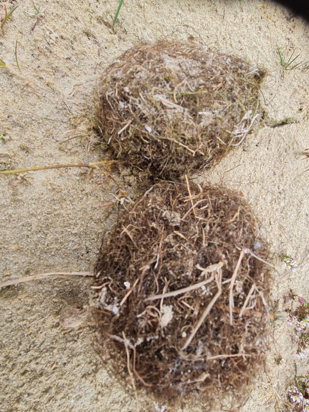 Eudendrium ramosum (Eudendrium ramosum)