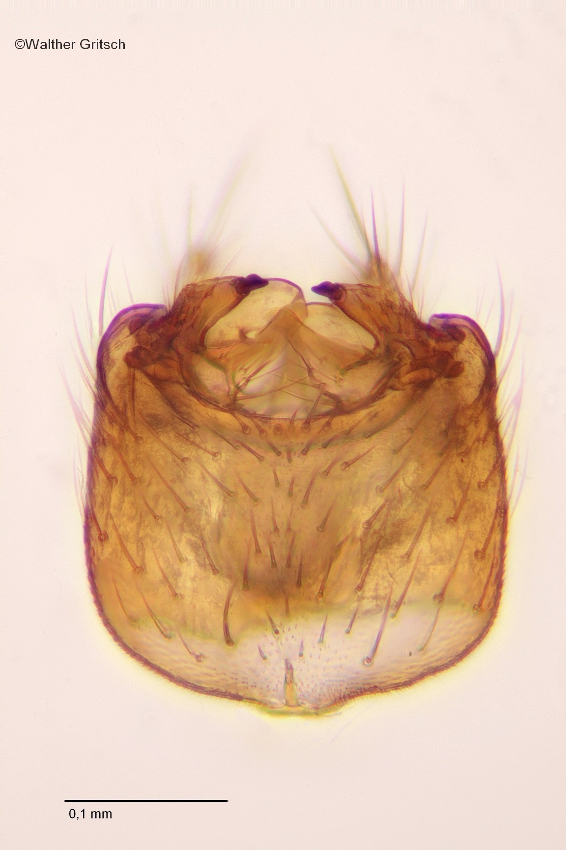 Mycetophila signatoides (Mycetophila signatoides)