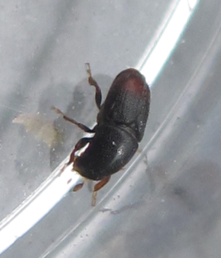 Lille Æblebarkbille (Scolytus rugulosus)