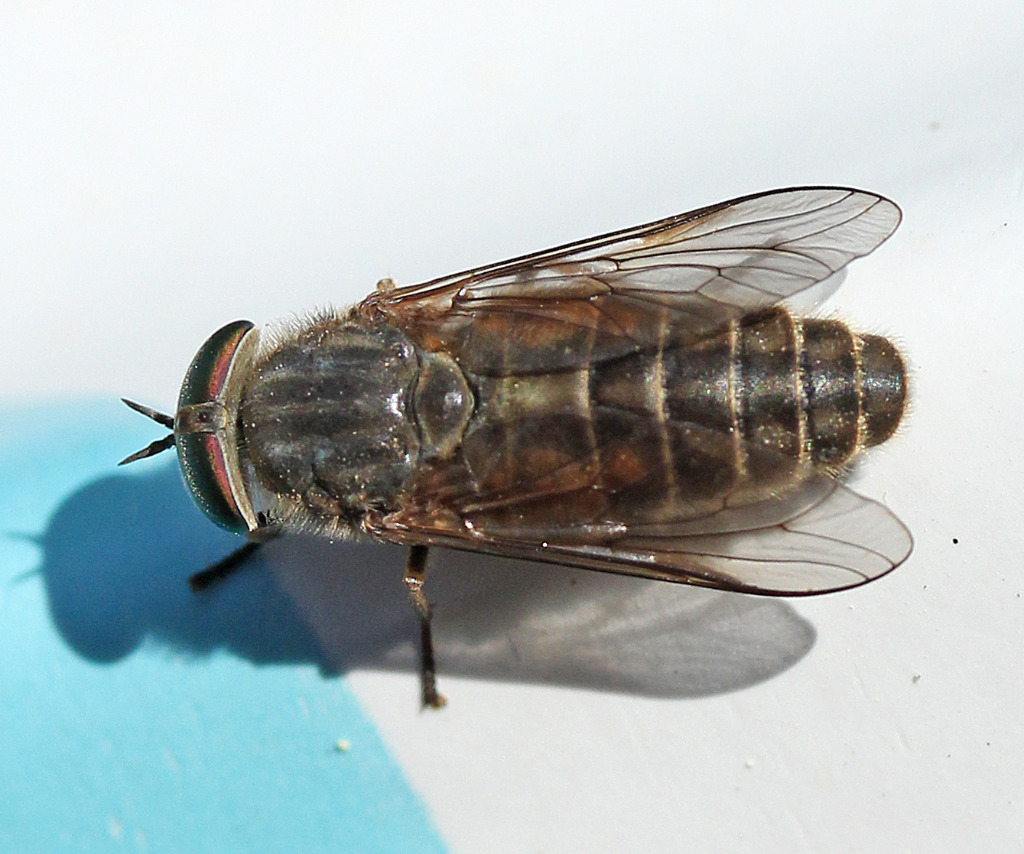 Hybomitra sp. (Hybomitra sp.)