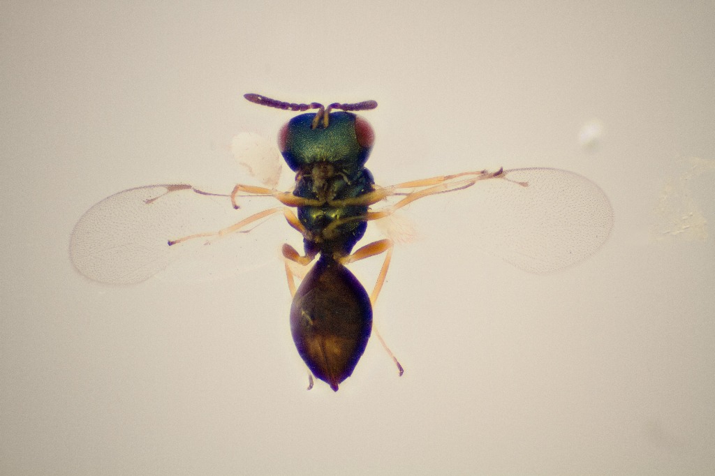 Paratrombium egregium (Paratrombium egregium)
