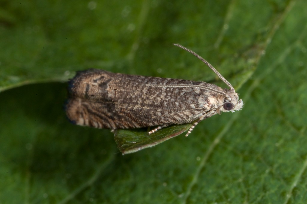 Cydia microgrammana (Cydia microgrammana)