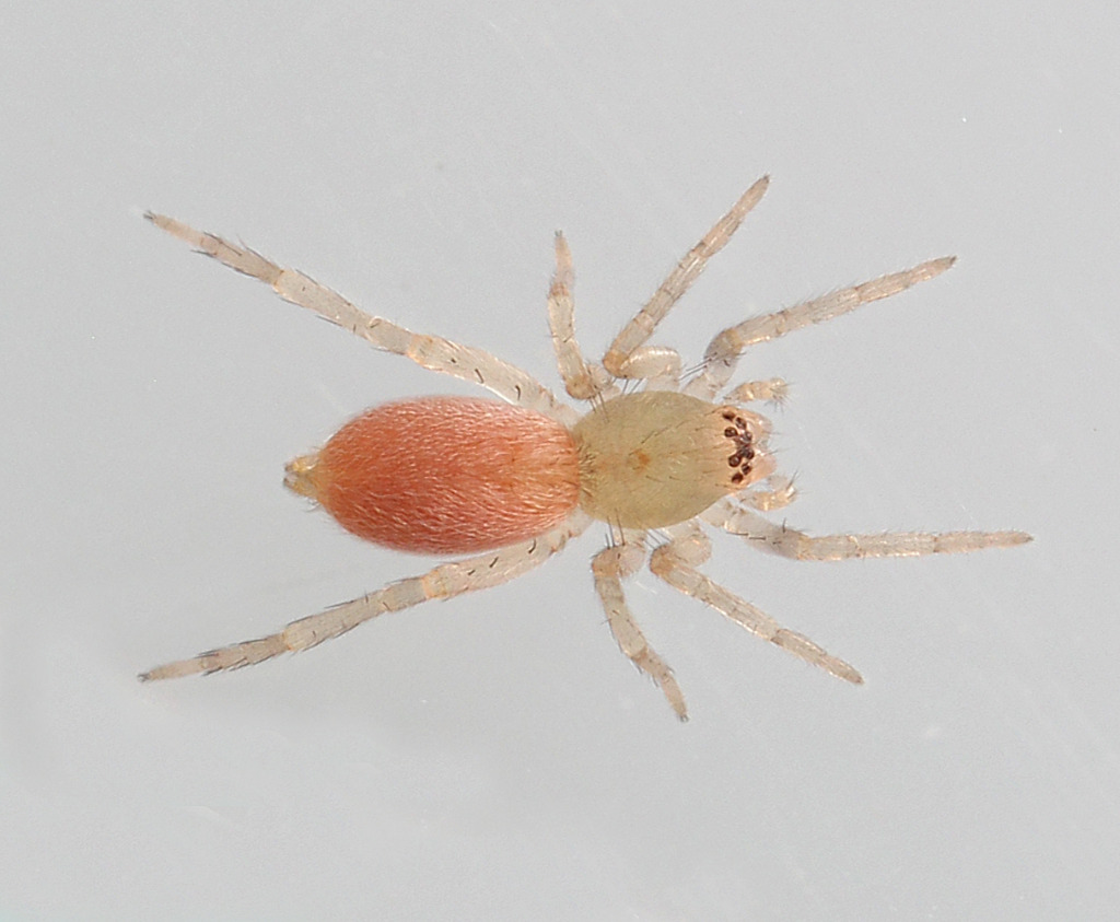 Clubiona sp. (Clubiona sp.)