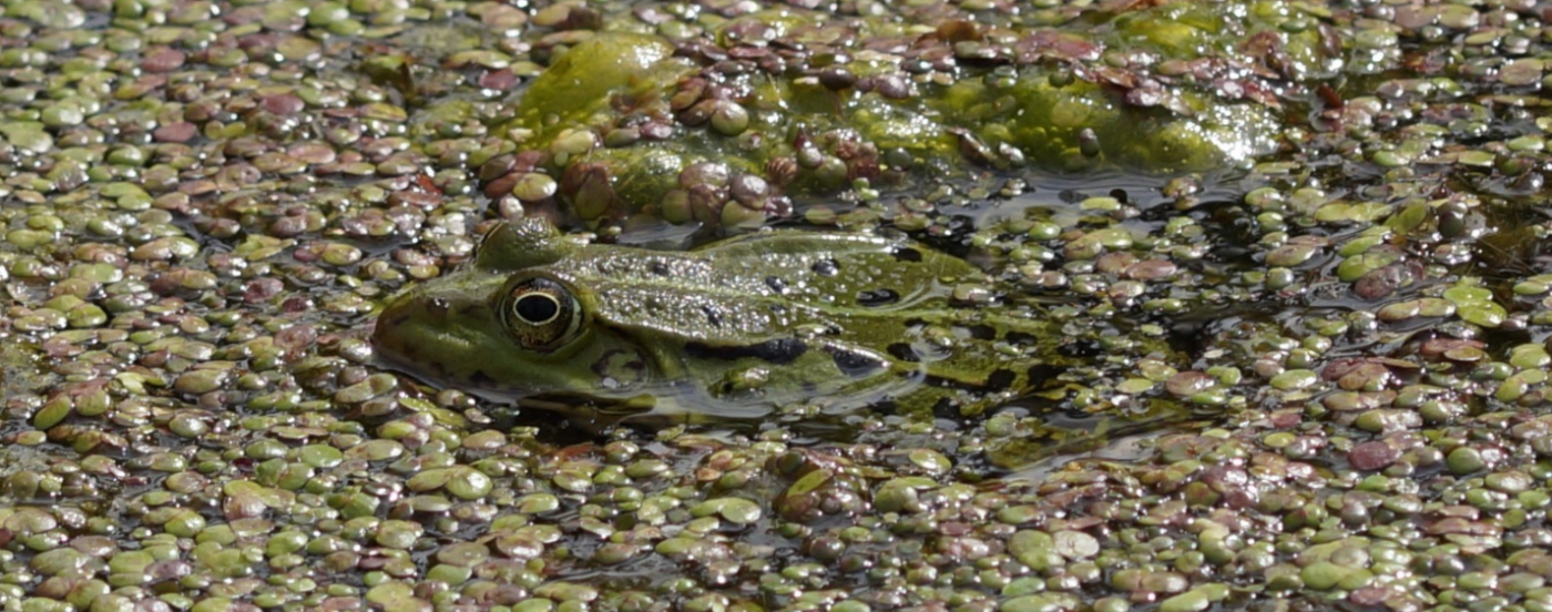 Latterfrø (Pelophylax ridibundus)