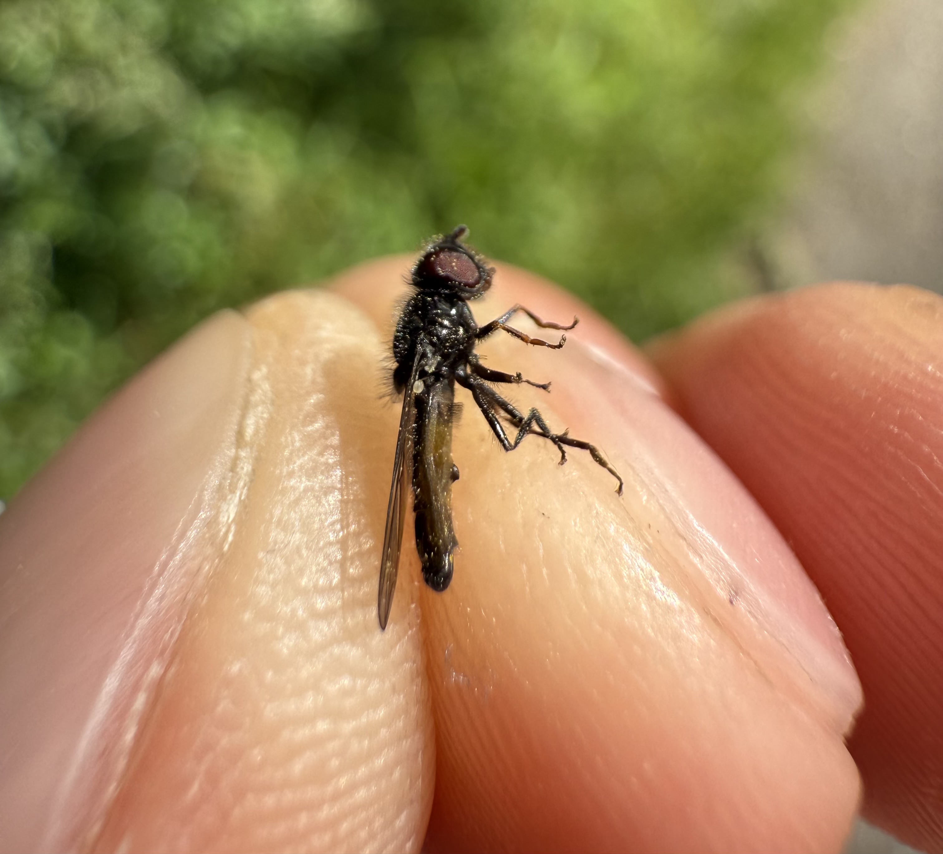 Bredfodet Sporesvirreflue (Heringia latitarsis)