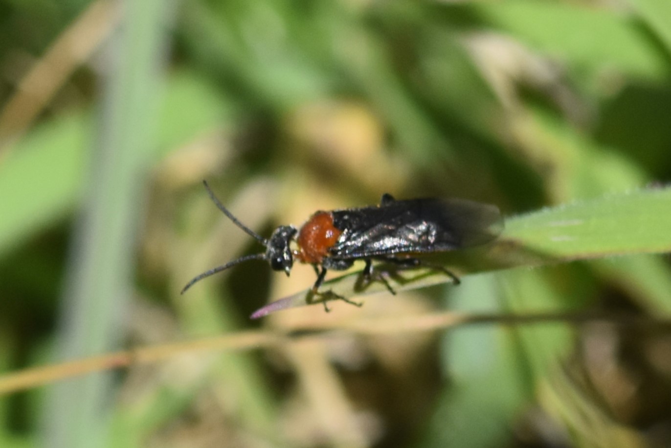 Bladhveps ubest. (Tenthredinidae indet.)