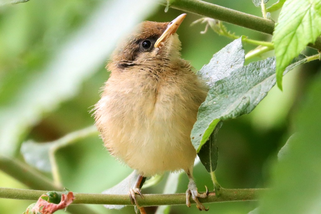 Munk (Sylvia atricapilla)