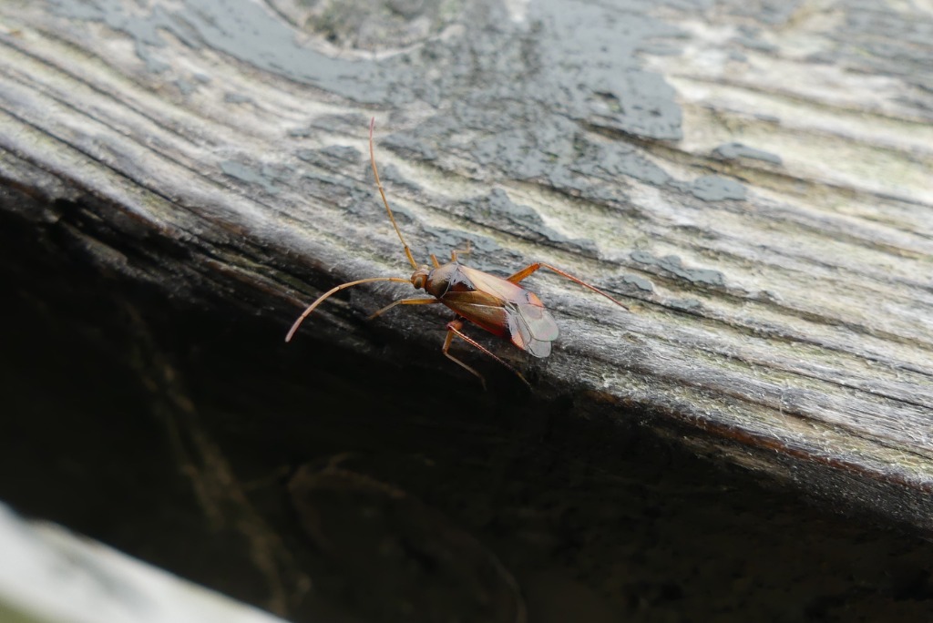 Megacoelum sp. (Megacoelum sp.)