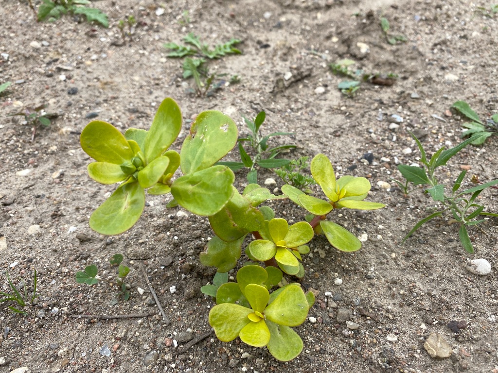 Have-Portulak (Portulaca oleracea ssp. sativa)