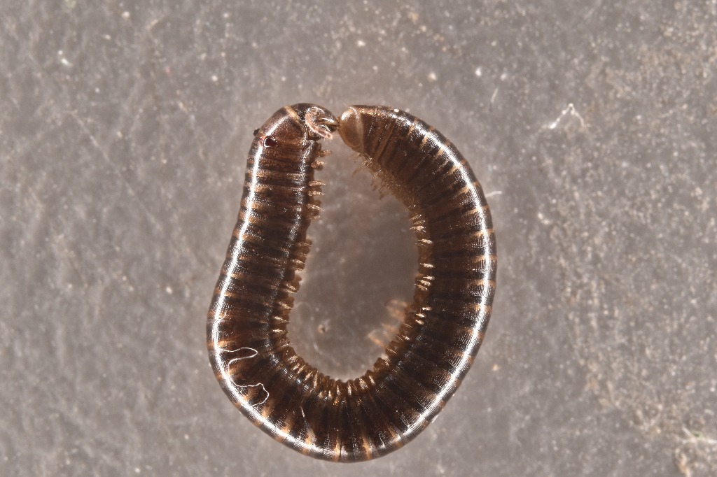 Strandtusindben (Cylindroiulus latestriatus)