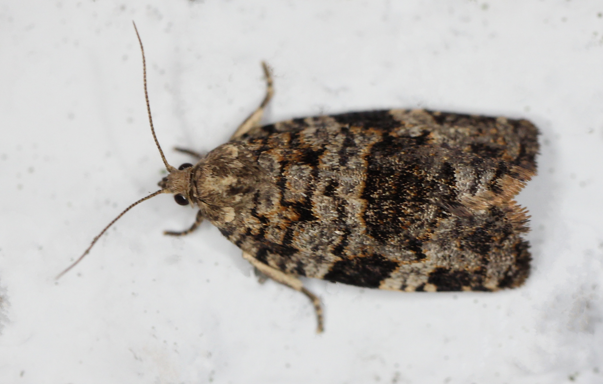 Dichelia histrionana (Dichelia histrionana)