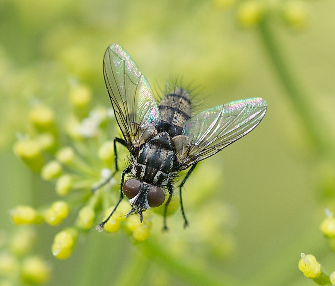Meigenia sp. (Meigenia sp.)