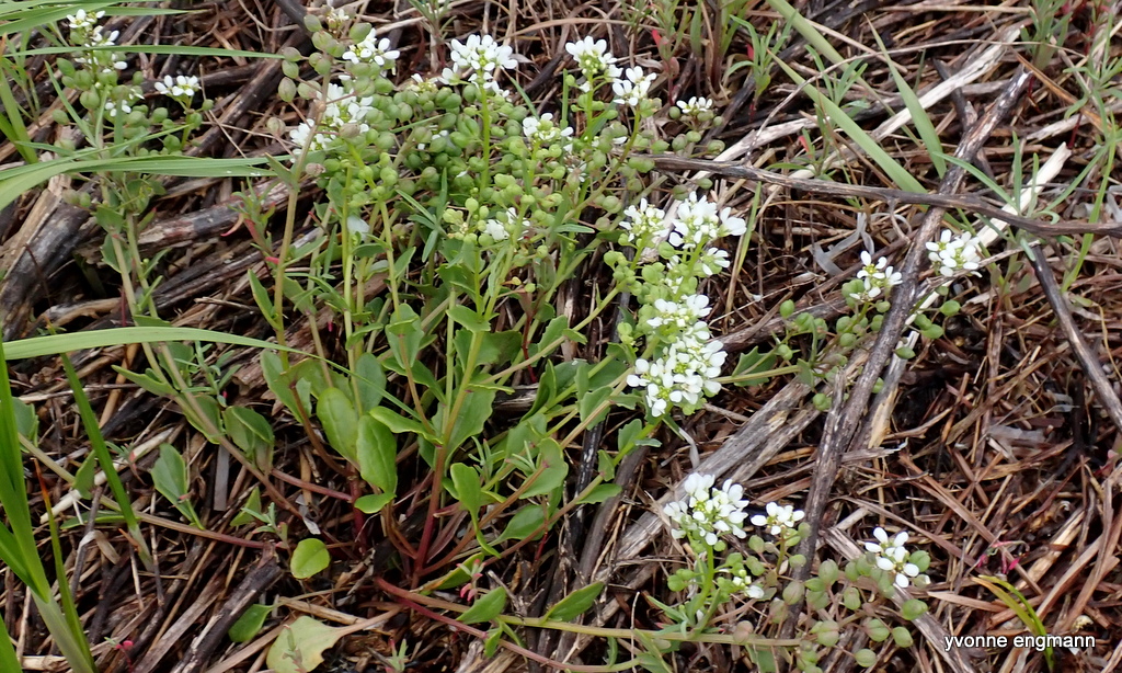 Læge-kokleare s.l. (Cochlearia officinalis)