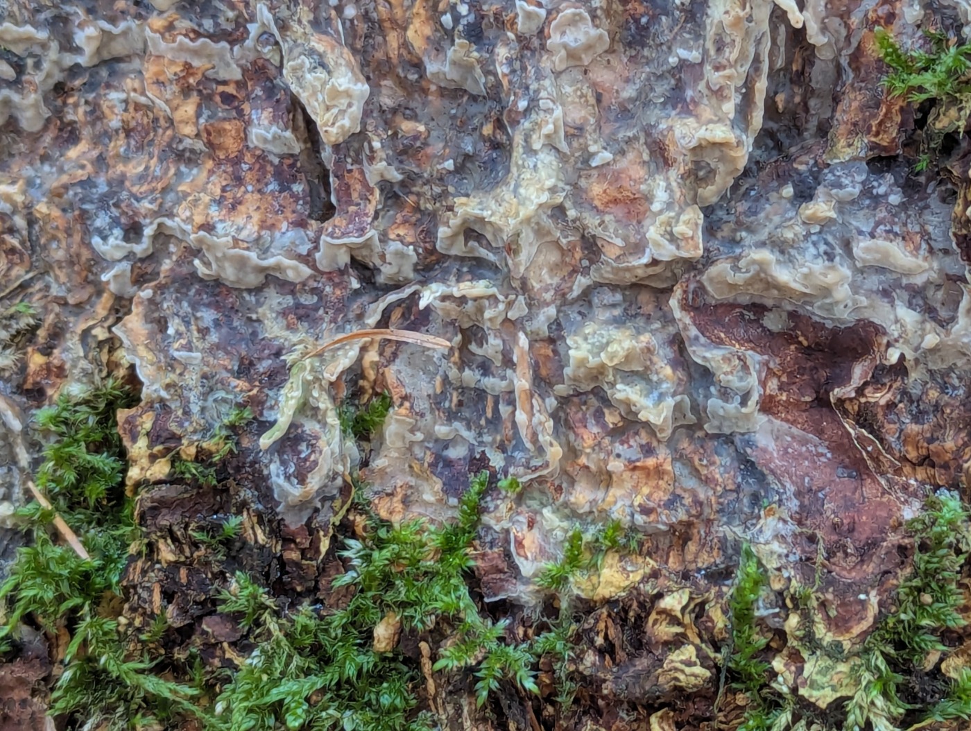Kæmpebarksvamp (Phlebiopsis gigantea)