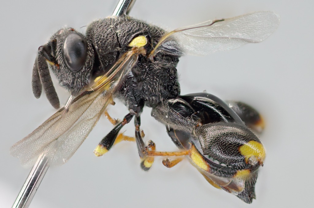 Brachymeria minuta (Brachymeria minuta)