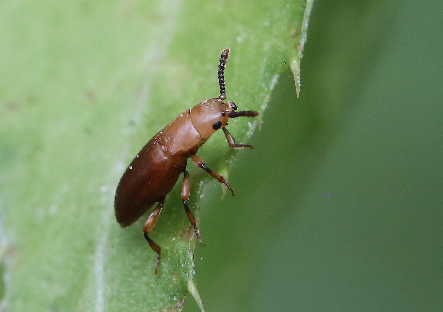 Antherophagus pallens (Antherophagus pallens)