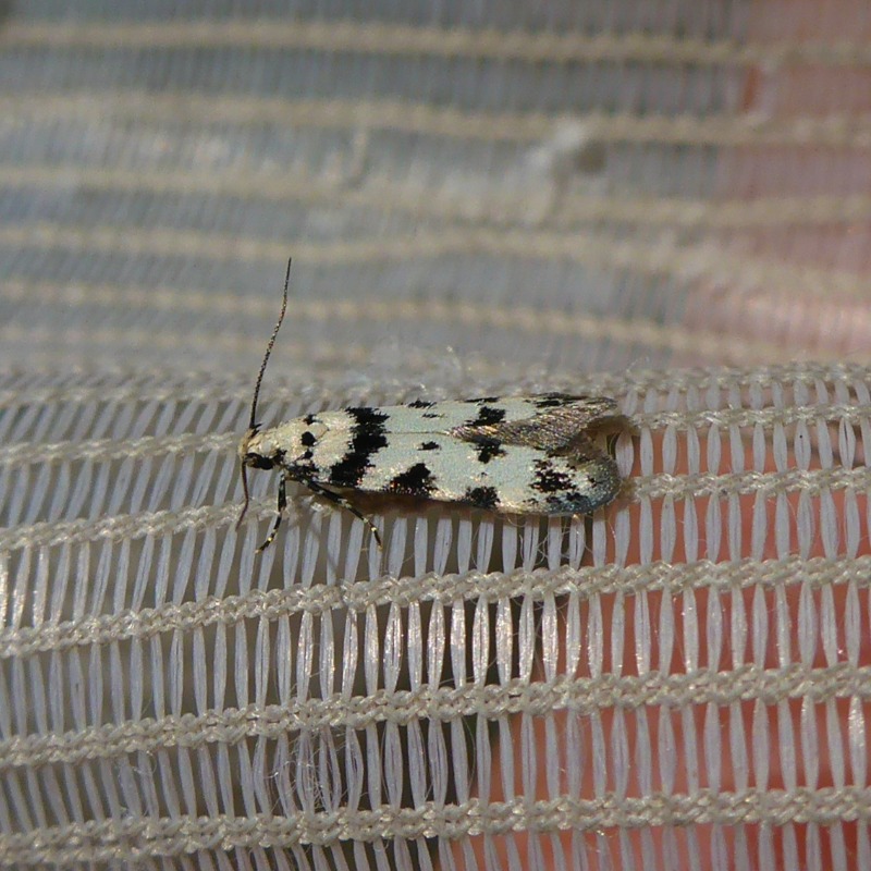 Pseudotelphusa scalella (Pseudotelphusa scalella)