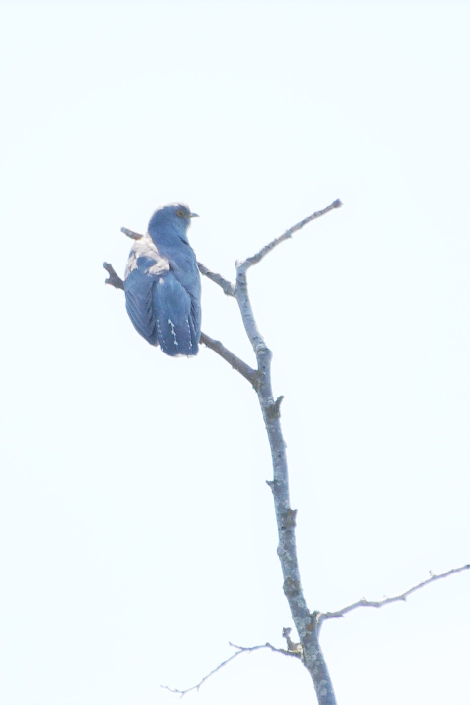 Gøg (Cuculus canorus)
