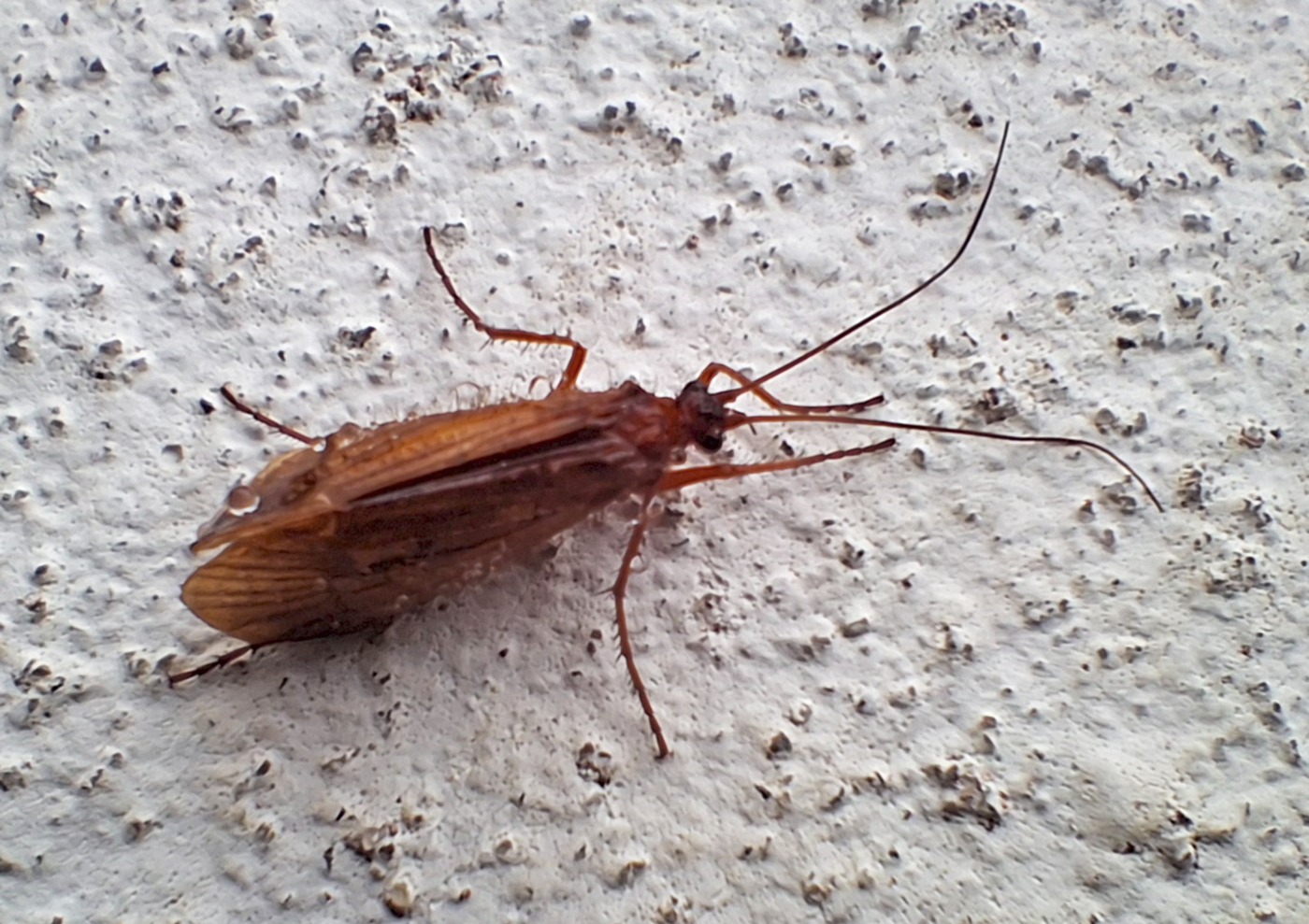 Chaetopteryx villosa (Chaetopteryx villosa)