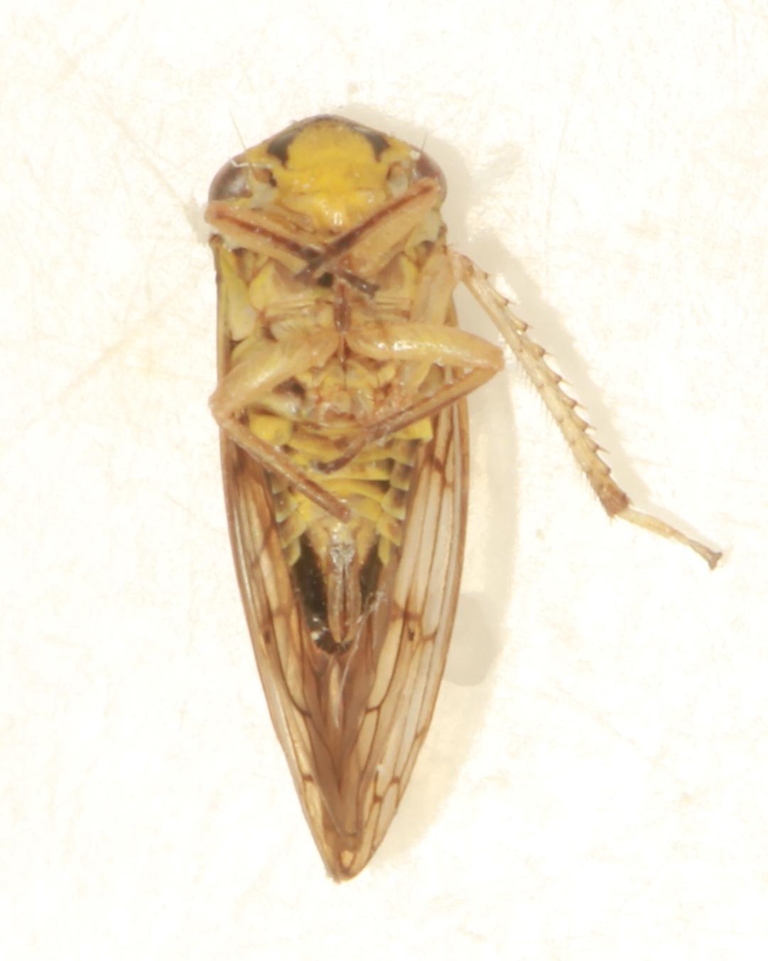 Oncopsis carpini (Oncopsis carpini)